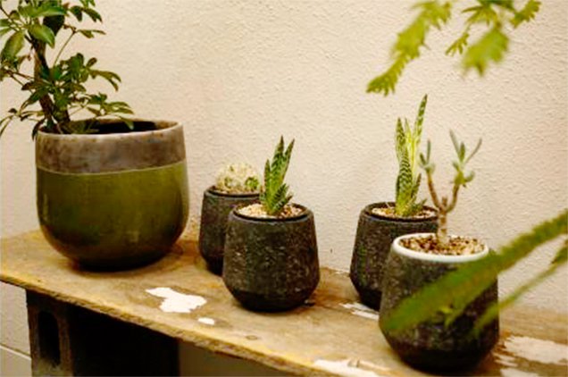 レコールブランの観葉植物 インドアグリーン