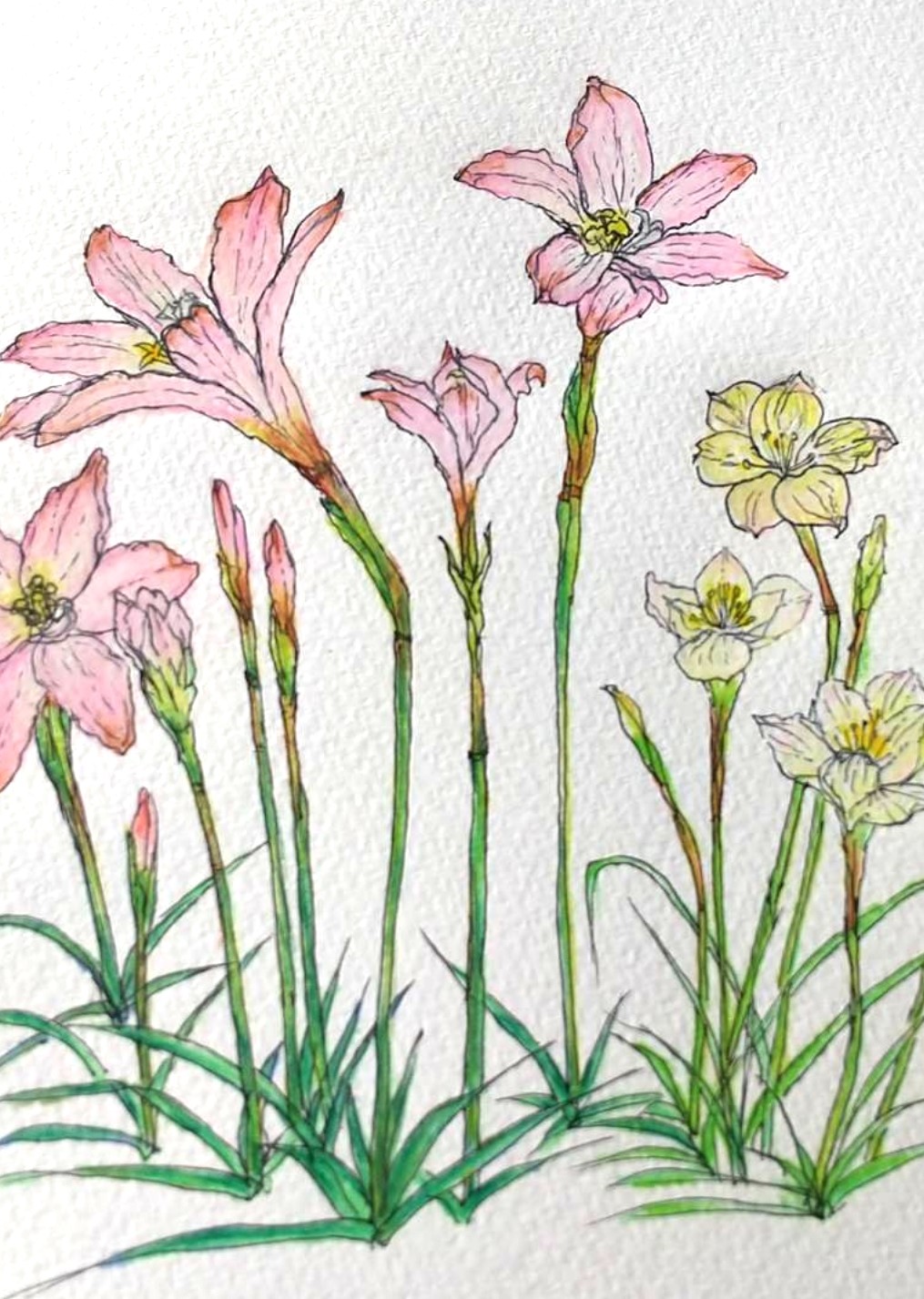 はなごよみ つきごよみ くらしごと第23回 旧暦水無月十五日 望月 名古屋市東区葵 浜松市浜北区のフラワーアトリエ レコールブラン 花束 観葉植物 レッスン ブライダルフラワーなど