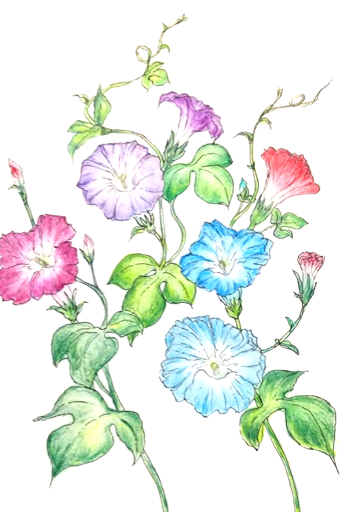 はなごよみ つきごよみ くらしごと第26回 旧暦文月九日 上弦の半月 名古屋市東区葵 浜松市浜北区のフラワーアトリエ レコールブラン 花束 観葉植物 レッスン ブライダルフラワーなど